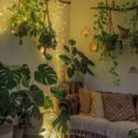 Hanging Plants Indoor