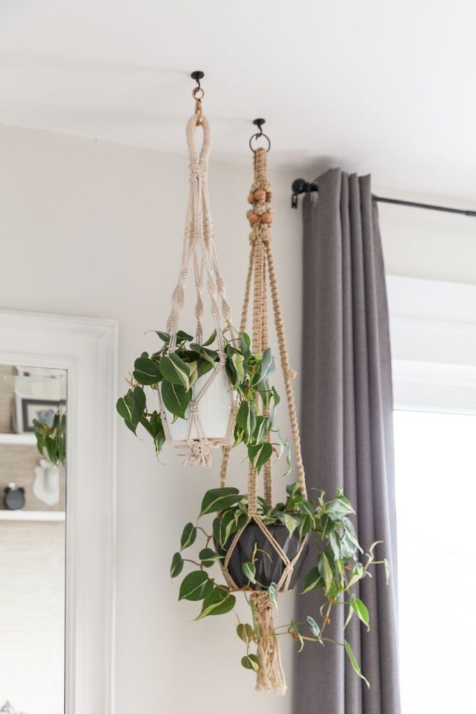 Hanging Plants Indoor