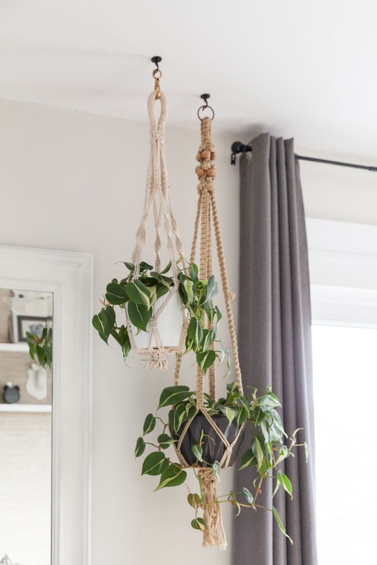 Hanging Plants Indoor for Stylish and Healthy Home Decor