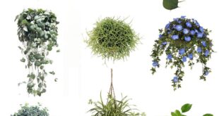 Hanging Plants Outdoor