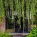 Hanging Plants Outdoor