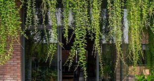 Hanging Plants Outdoor