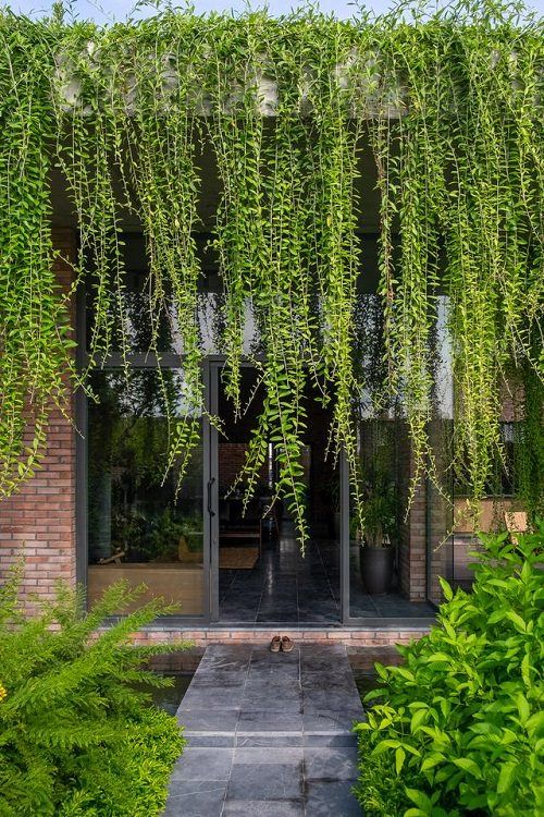 Hanging Plants Outdoor