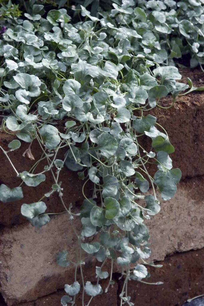 Hanging Plants Outdoor