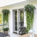 Hanging Plants Outdoor