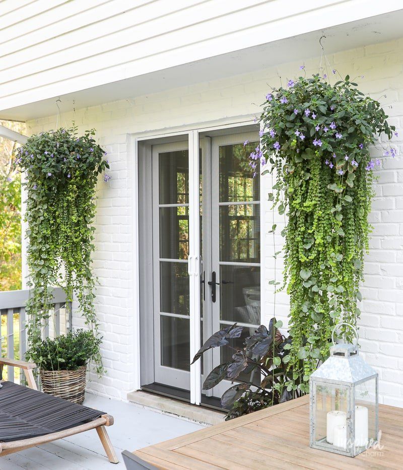 Hanging Plants Outdoor – How to Create a Stunning Vertical Garden