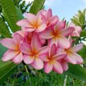 Hawaiian Flowers