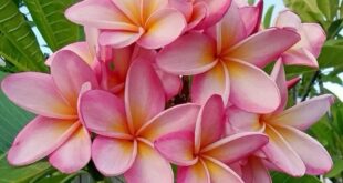 Hawaiian Flowers