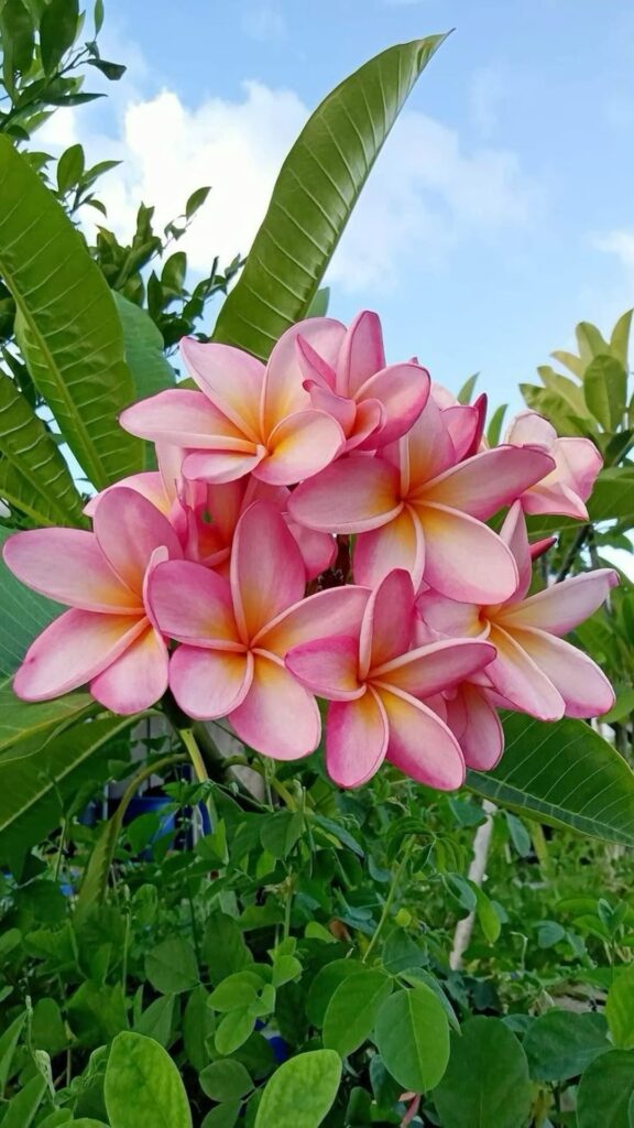 Hawaiian Flowers