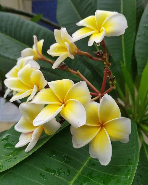 Hawaiian Flowers “Blooming Beauty: Exploring the Vibrant World of Hawaiian Flowers”
