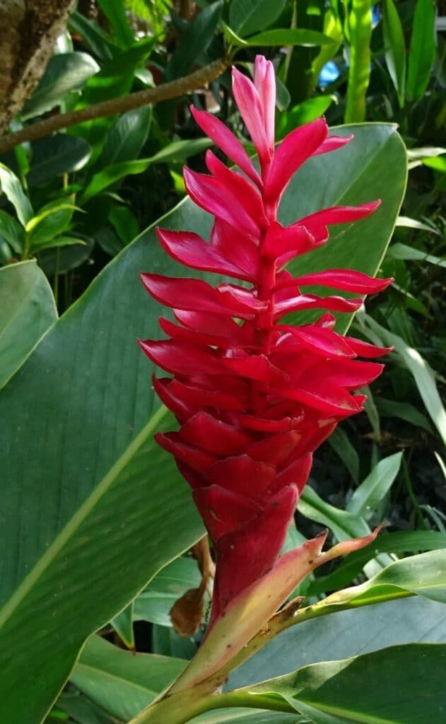 Hawaiian Flowers: The Beauty of the Islands’ Blooms