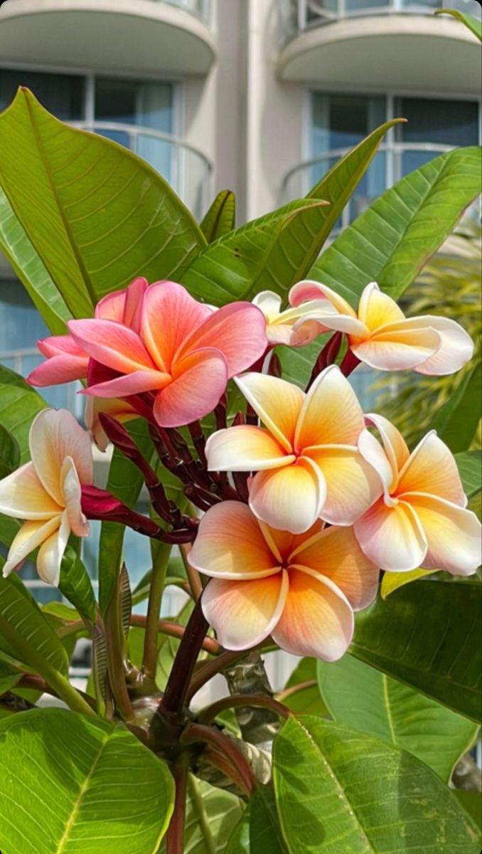 Hawaiian Flowers: The Vibrant Beauty of the Islands