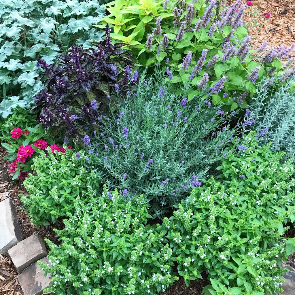 Herb Garden A Guide to Growing Fresh Herbs in Your Own Backyard