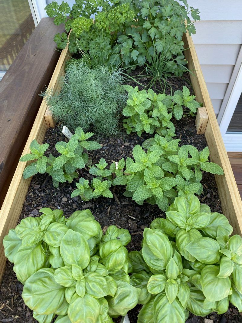 Herb Garden Basics