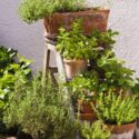 Herb Garden