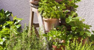 Herb Garden