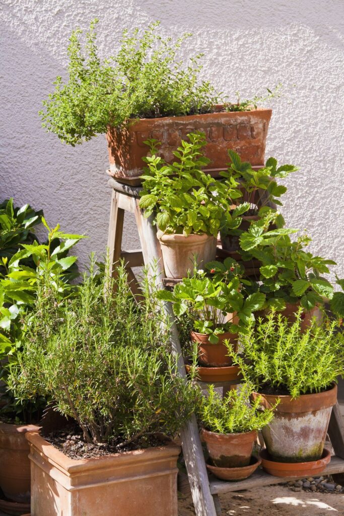 Herb Garden