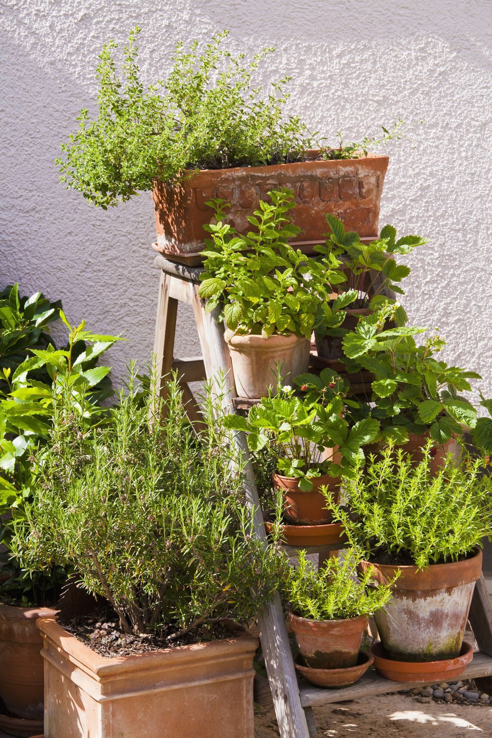 Herb Garden Grow Fresh and Fragrant Herbs at Home with These Easy Tips