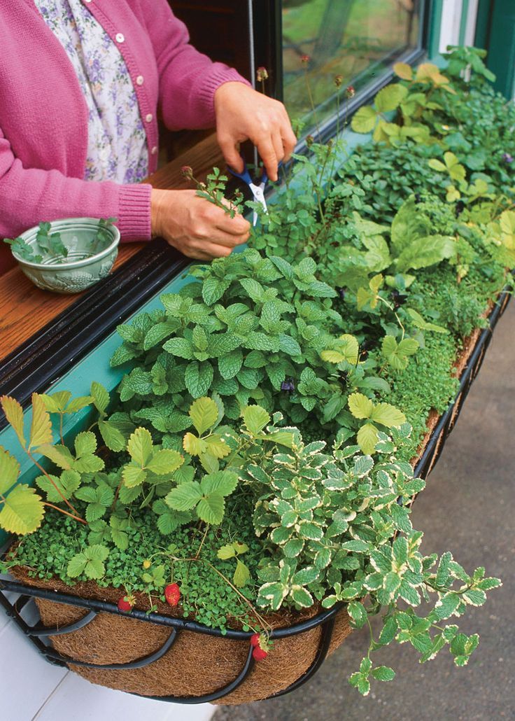 Herb Garden Growing Fresh Herbs at Home for Culinary Delights