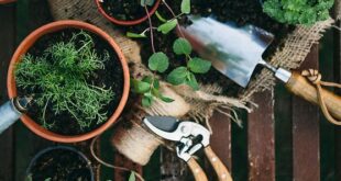 Herb Garden