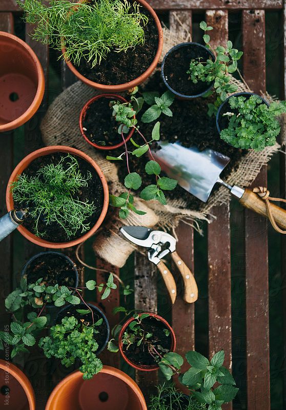 Herb Garden Growing Fresh and Flavorful Herbs in Your Outdoor Space