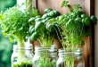 Herb Garden Ideas