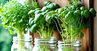 Herb Garden Ideas