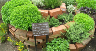 Herb Garden Ideas