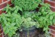 Herb Garden Ideas