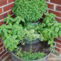 Herb Garden Ideas