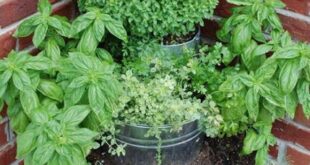 Herb Garden Ideas