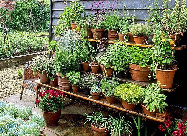 Herb Garden Secrets for Growing Your Own Fresh Herbs at Home
