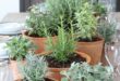 Herb Garden