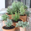 Herb Garden