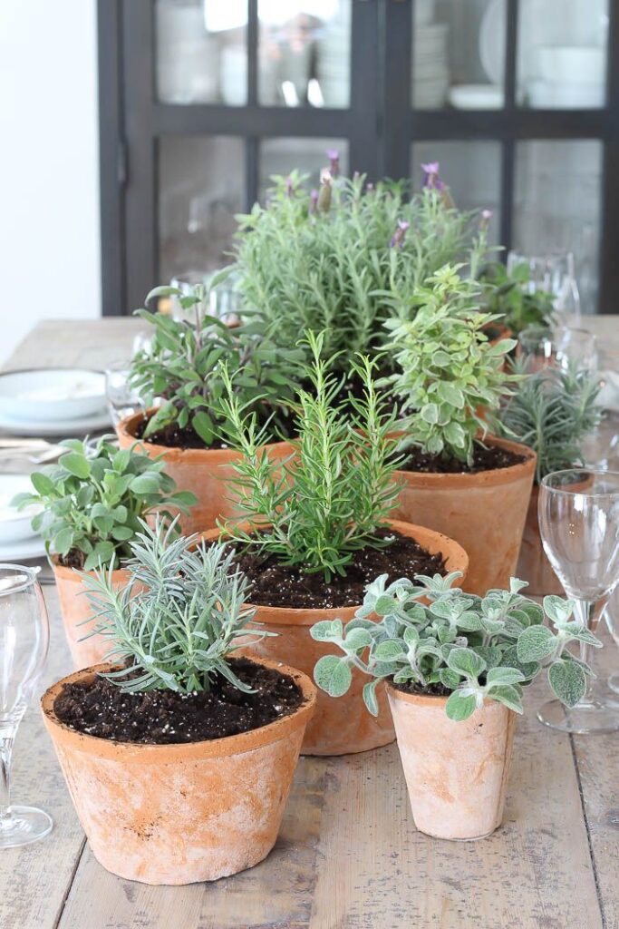 Herb Garden