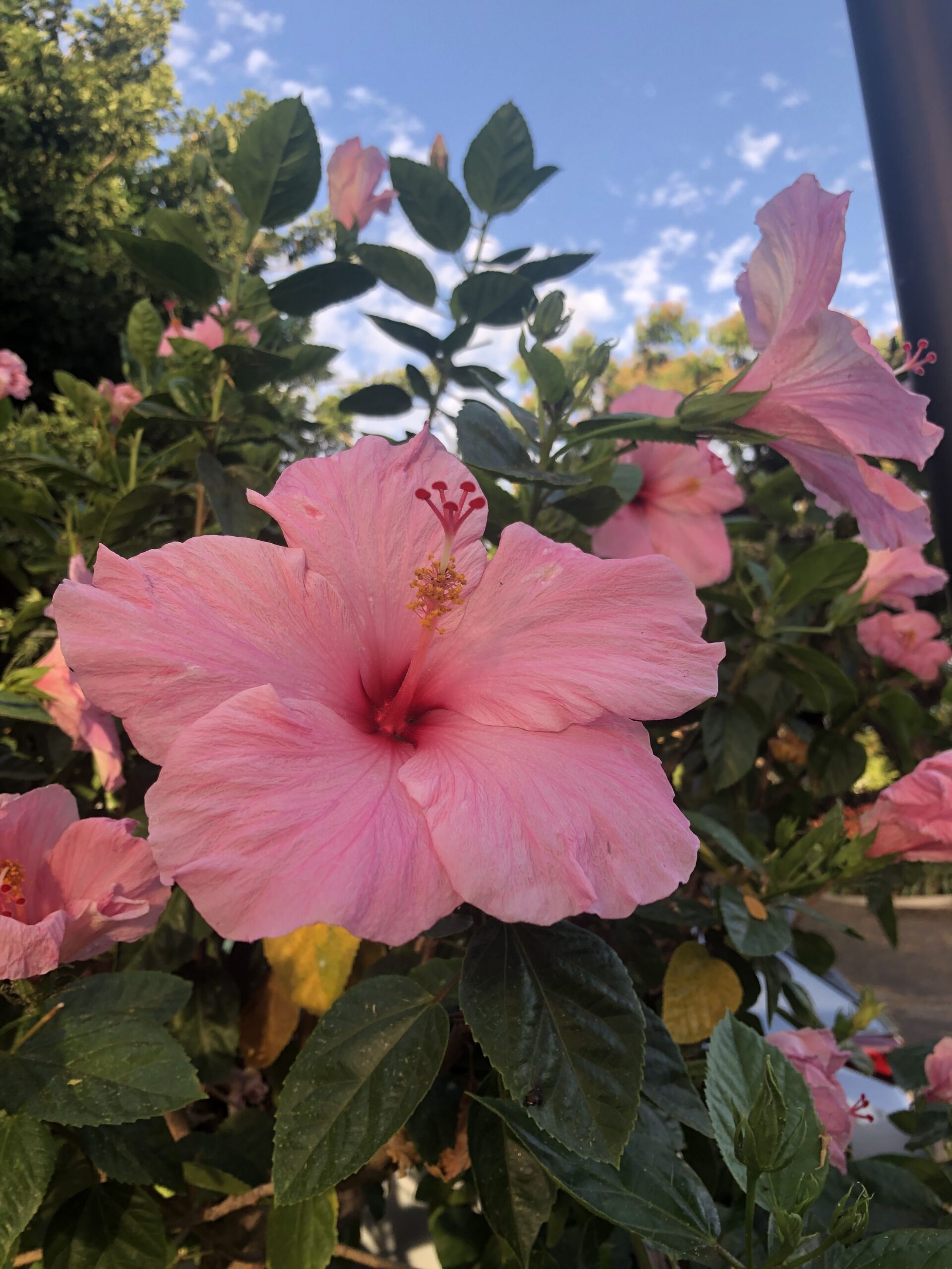 Hibiscus Flowers: A Colorful Addition to Your Garden
