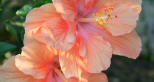 Hibiscus Flowers