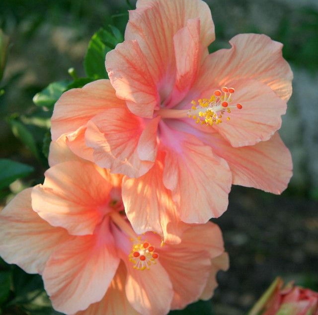 Hibiscus Flowers Beautiful Blooms: Learn All About the Stunning Hibiscus