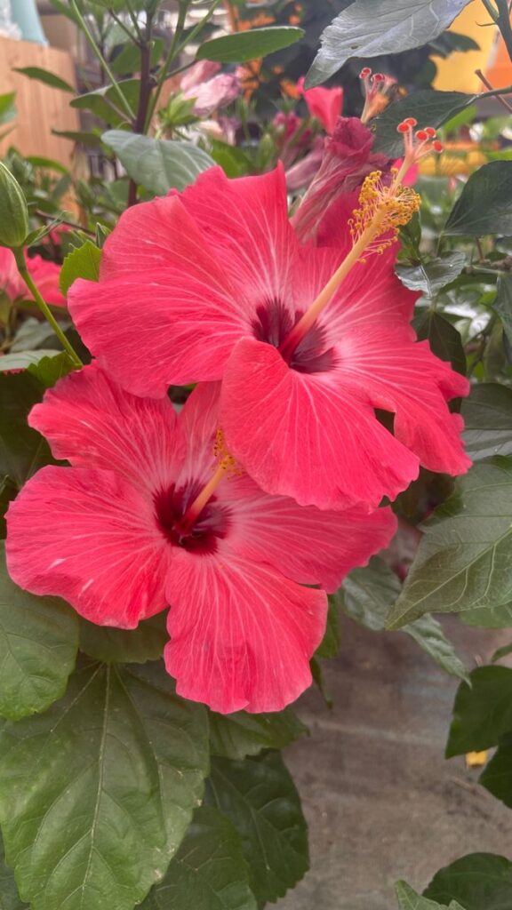 Hibiscus Flowers