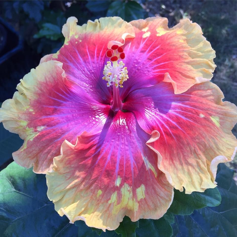 Hibiscus Flowers Gorgeous Tropical Blooms: All About Stunning Hibiscus