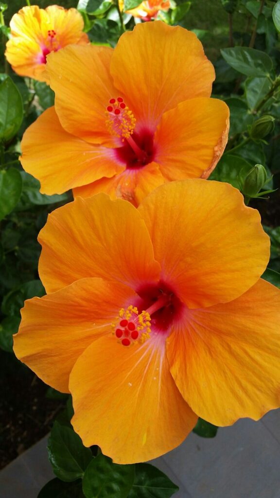 Hibiscus Flowers