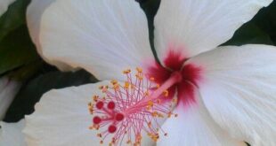 Hibiscus Flowers