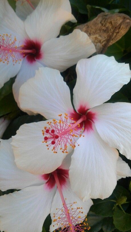 Hibiscus Flowers