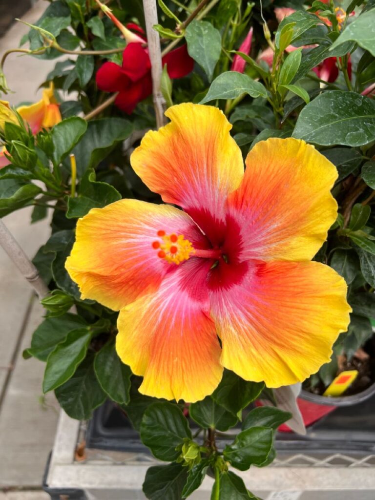 Hibiscus Flowers