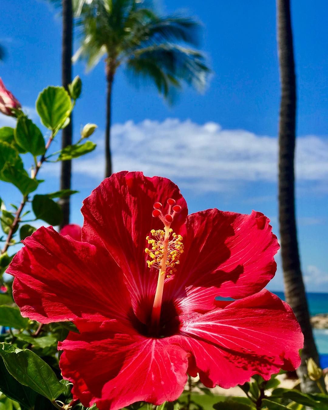 Hibiscus Flowers: The Beauty of the Tropical Bloom