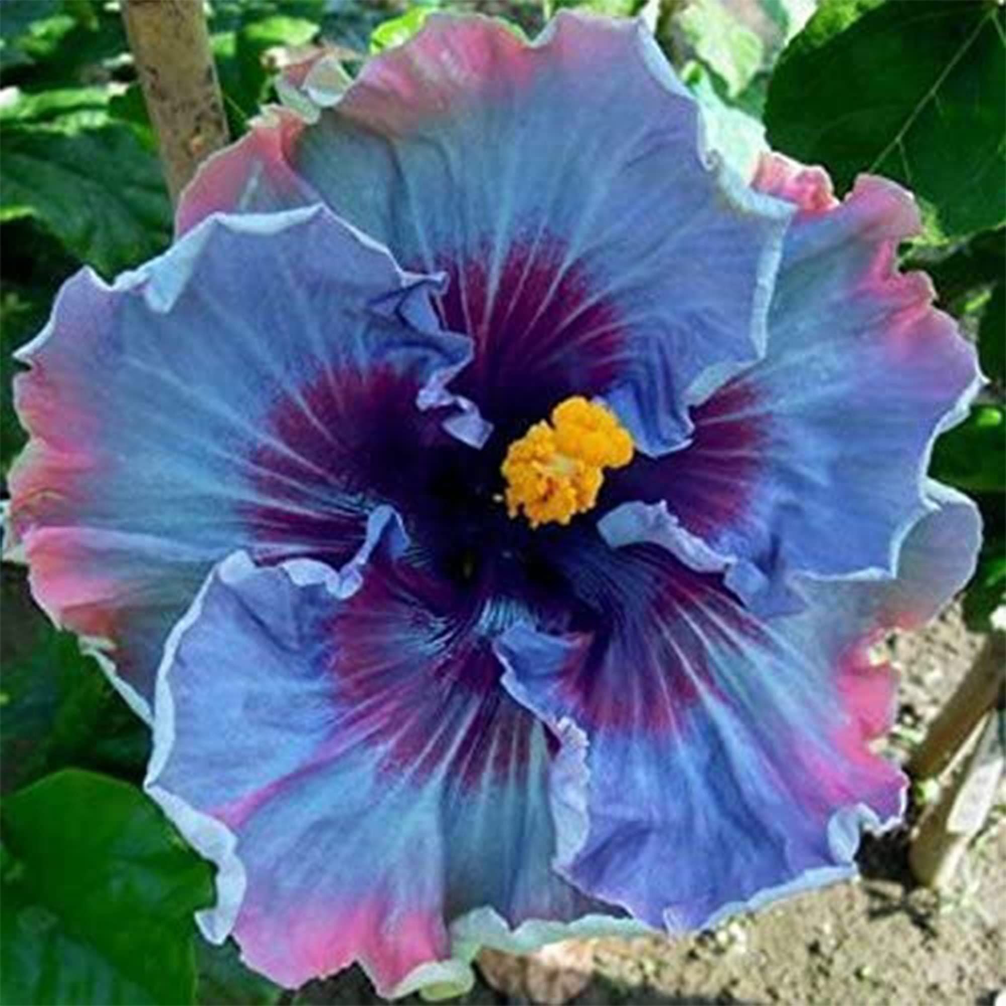 Hibiscus Flowers The Stunning Beauty and Benefits of Hibiscus