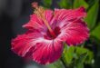 Hibiscus Flowers