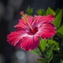 Hibiscus Flowers