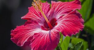 Hibiscus Flowers