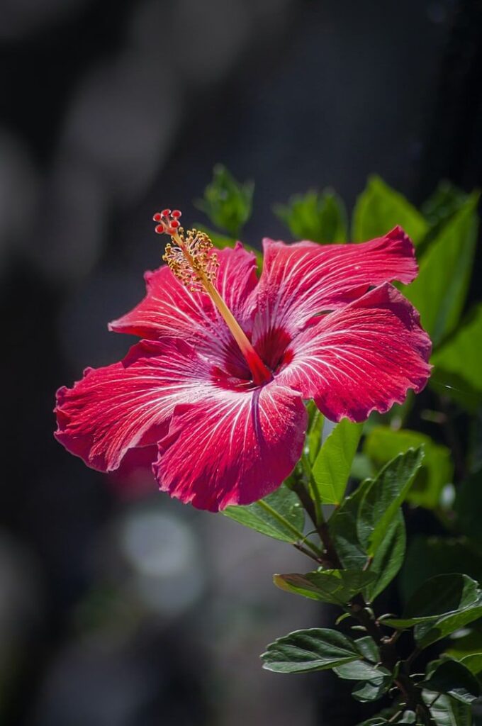 Hibiscus Flowers